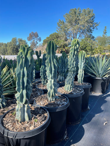 Cereus Peruvian Monstrose 3’ tall Bare root