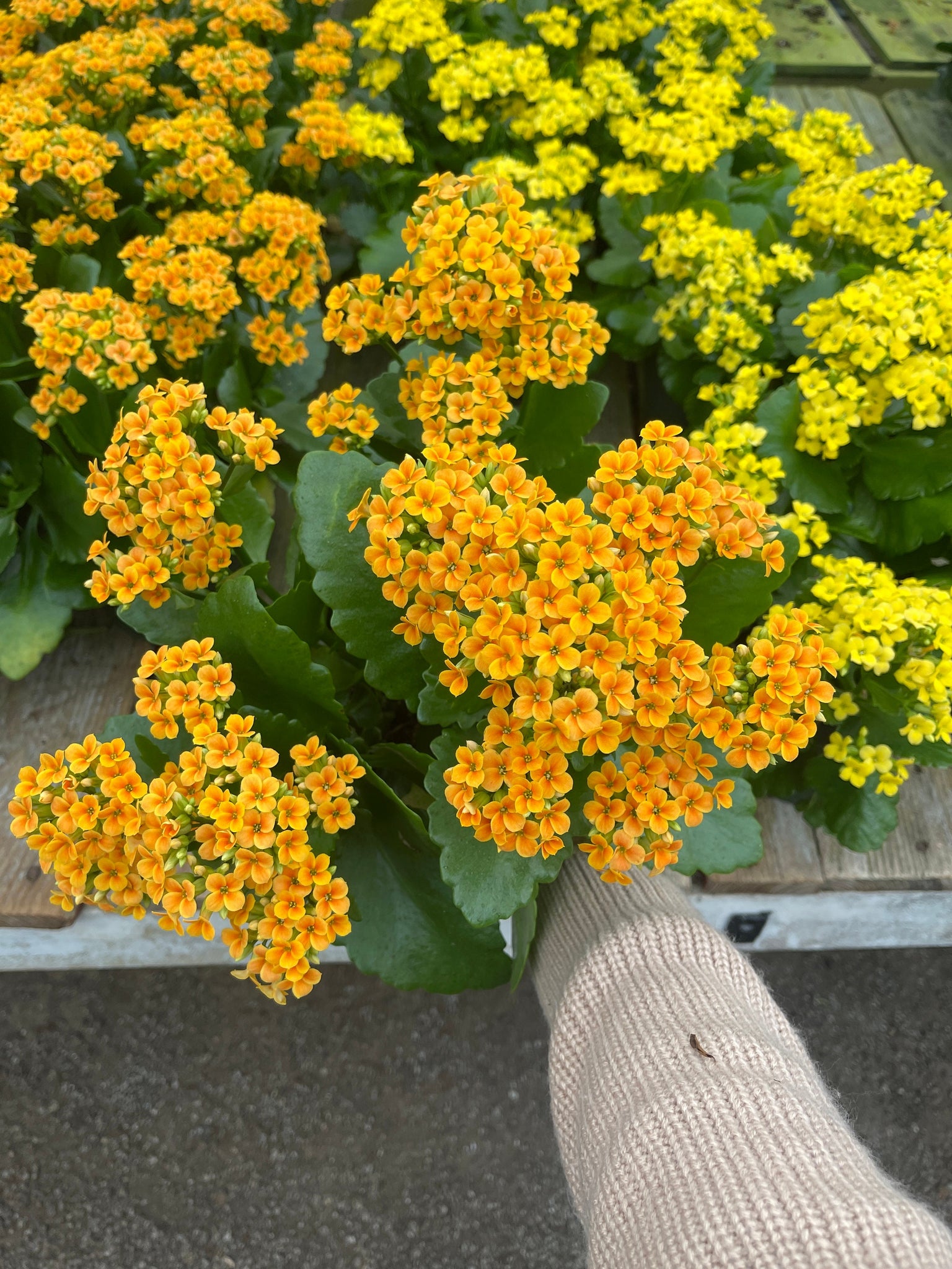 calandiva succulent plant Kalanchoe Blossfeldiana Calandiva Pink, Orange, Yellow – Dose of Succulents