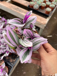 4’’ tradescantia Nanouk Live plant