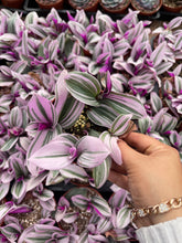 Load image into Gallery viewer, 4’’ tradescantia Nanouk Live plant