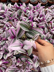 4’’ tradescantia Nanouk Live plant