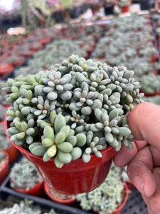 fairy tale plant succulent Dragon Eggs Cotyledon Succulent Fairy Tale Succulent 4'' pot – Dose of Succulents
