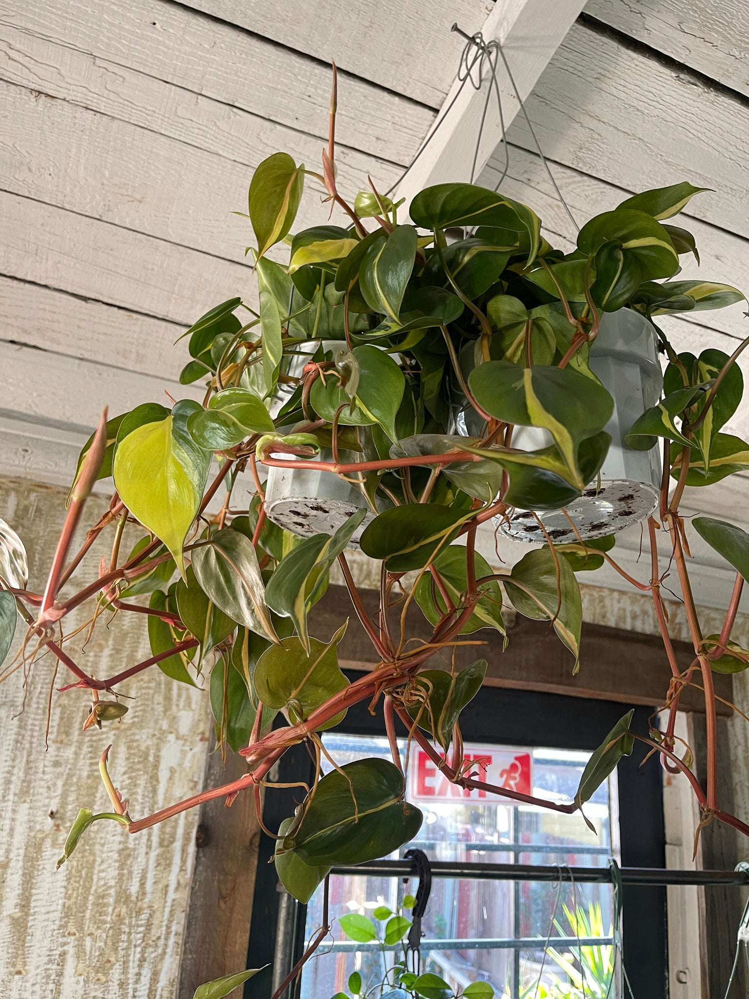 philodendron brasil red leaves Brazil Philodendron 6" Pot - Low Light