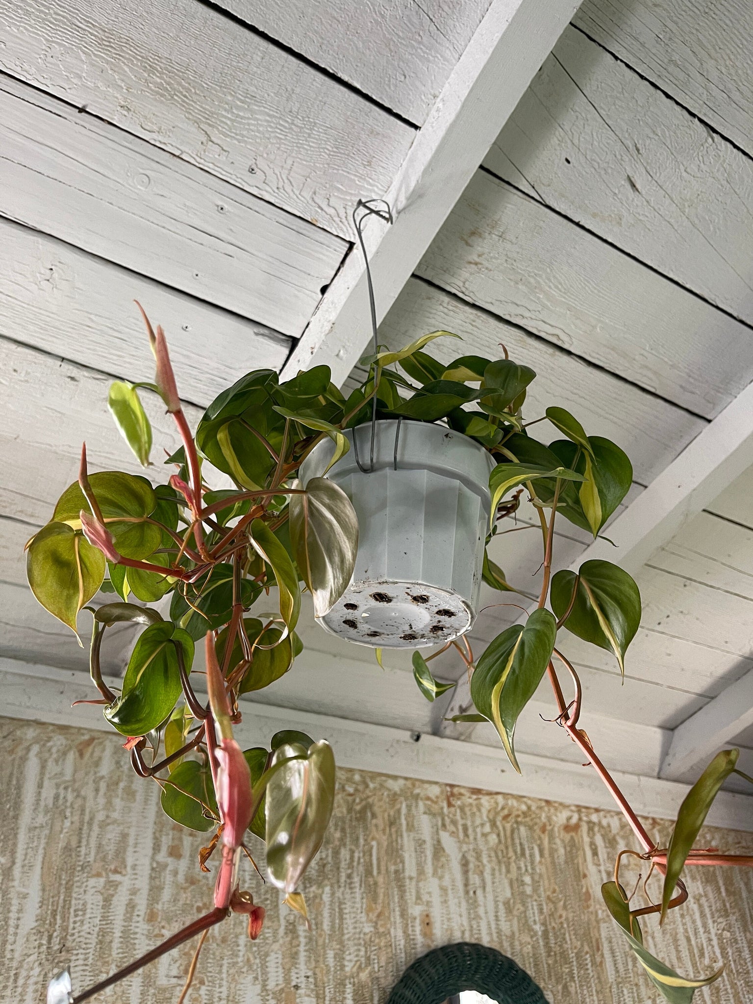 philodendron trailing Philodendron Brasil Trailing Live Plant 6'' Pot – Dose of Succulents