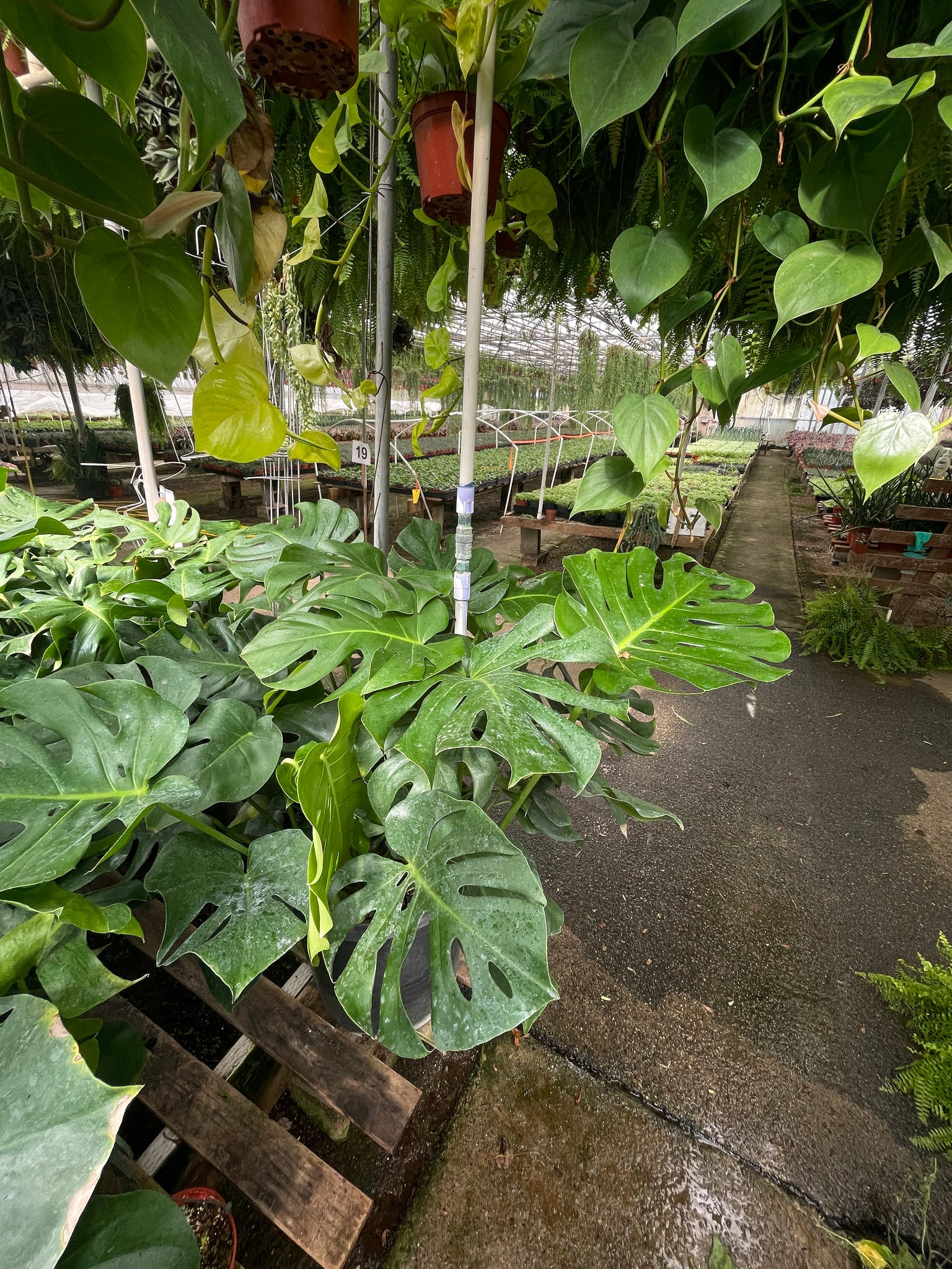 huge monstera plant Very Large Monstera Deliciosa Plant Ships Bare root – Dose of Succulents