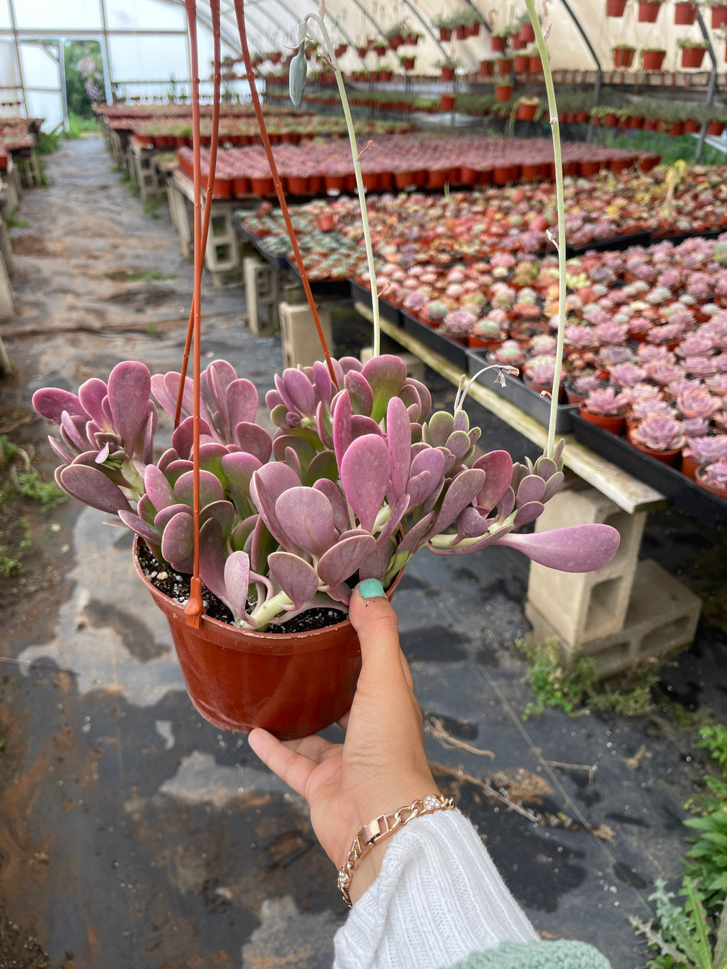 purple jade succulent Senecio Jacobsenii Trailing Jade 6'' pot – Dose of Succulents