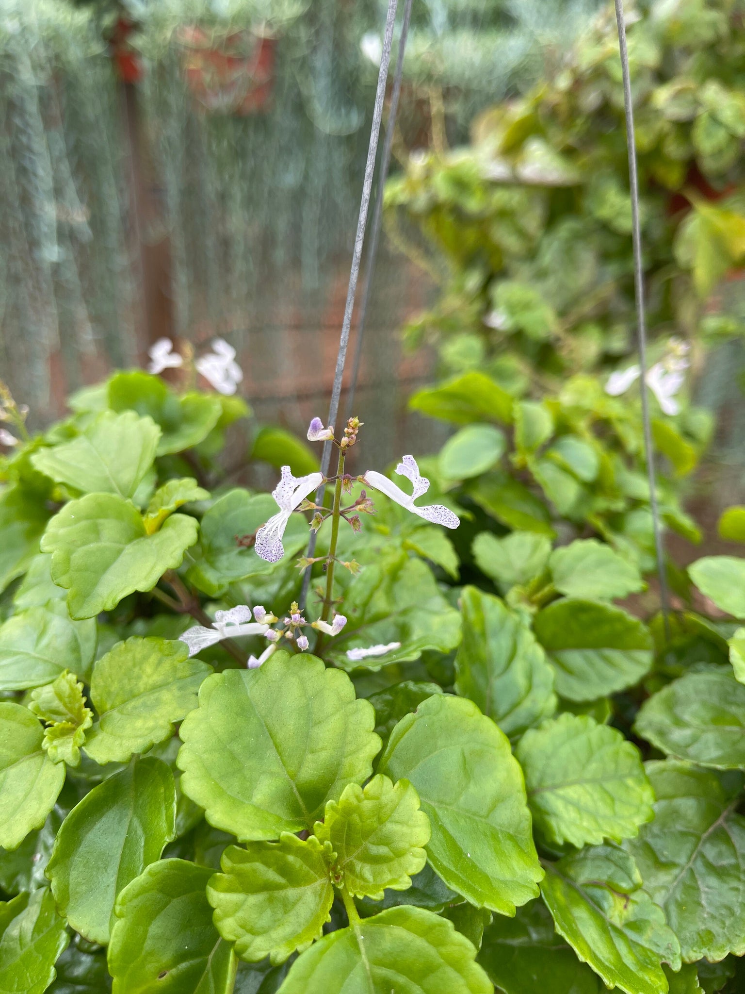 creeping charlie potted plant Swedish Ivy Plectranthus Australis 6'' Pot Live Plant – Dose of Succulents