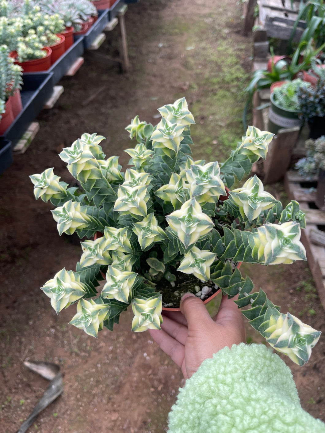 variegated string of buttons succulent Crassula Perforata Variegated String of Buttons Plant 6'' Pot – Dose of Succulents