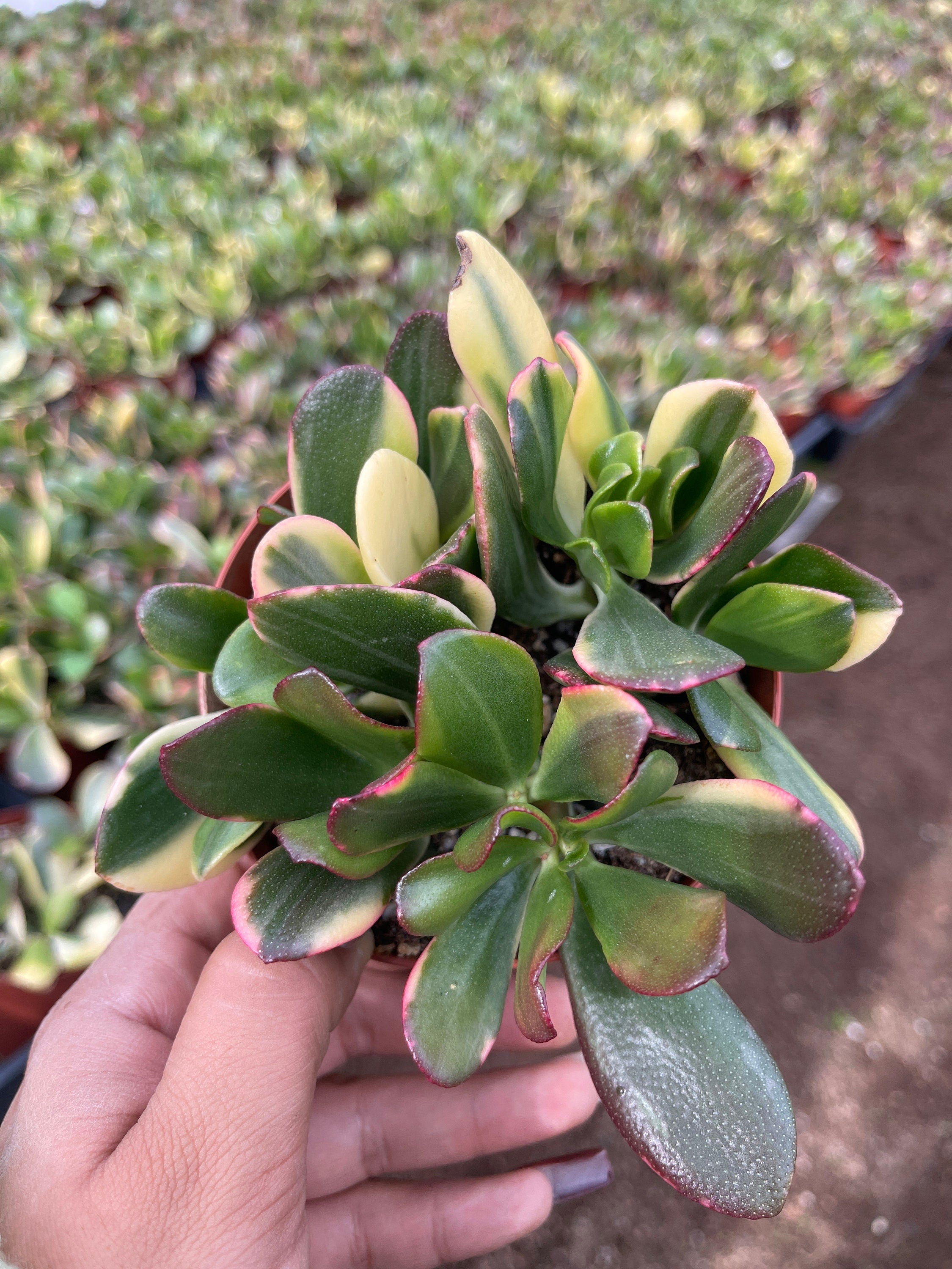 lemon lime jade plant Crassula ovata 'Lemon and Lime' Variegated Jade 4 Inch