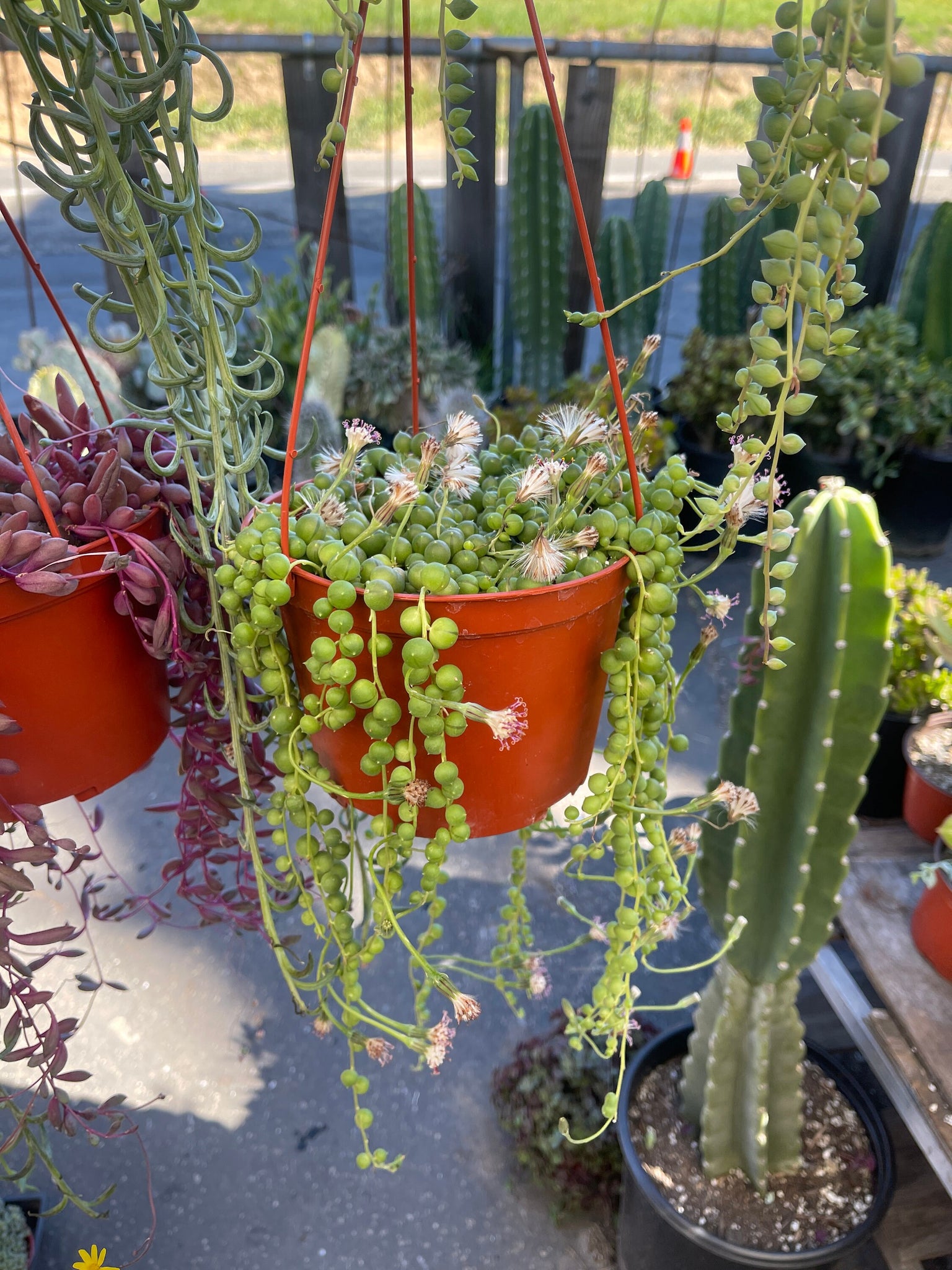 trailing succulents for pots String of things Trailing Succulents Collection 6'' Pots Pearls, Banan – Dose of Succulents