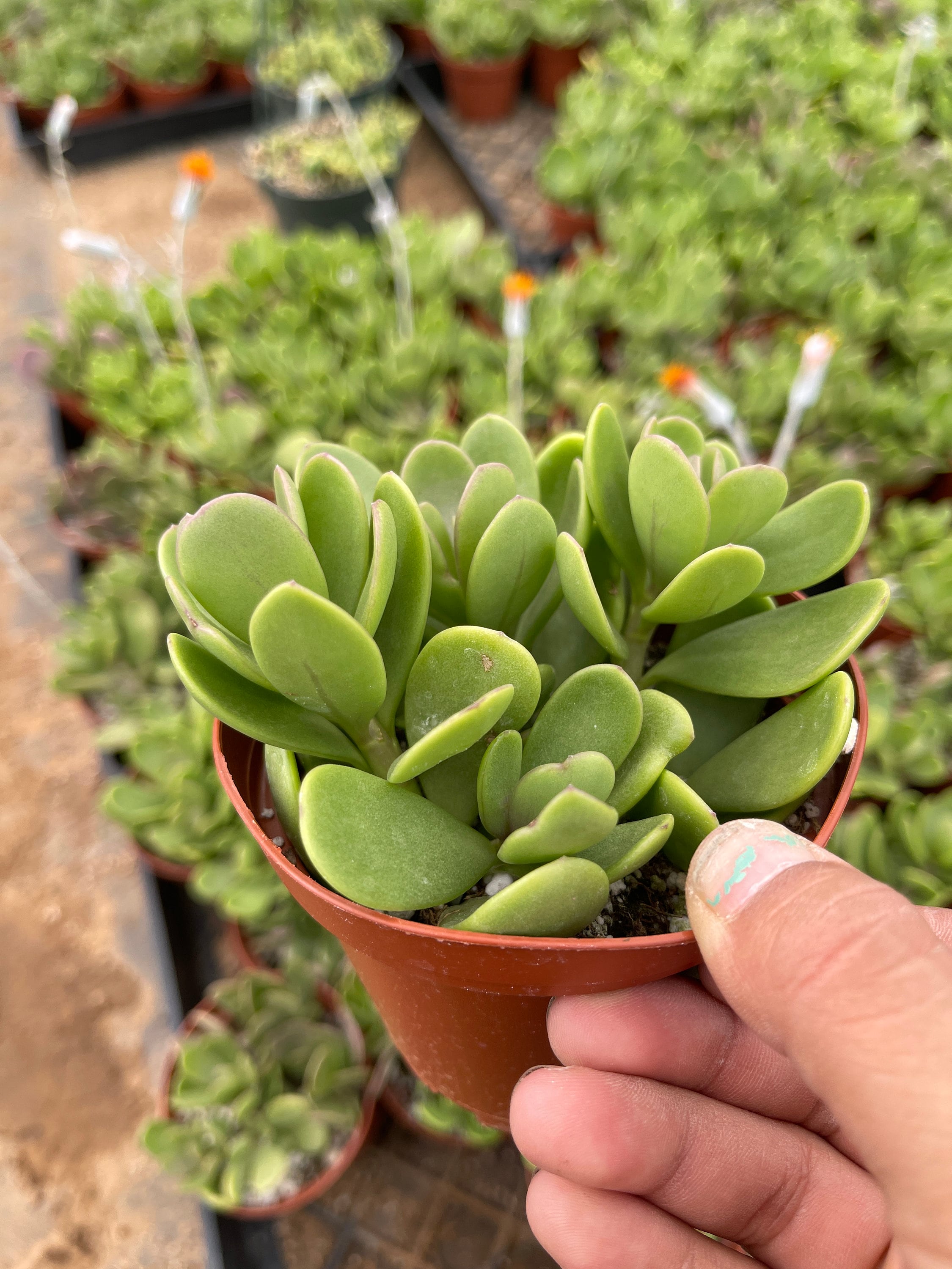 trailing jade plant for sale Senecio jacobsenii