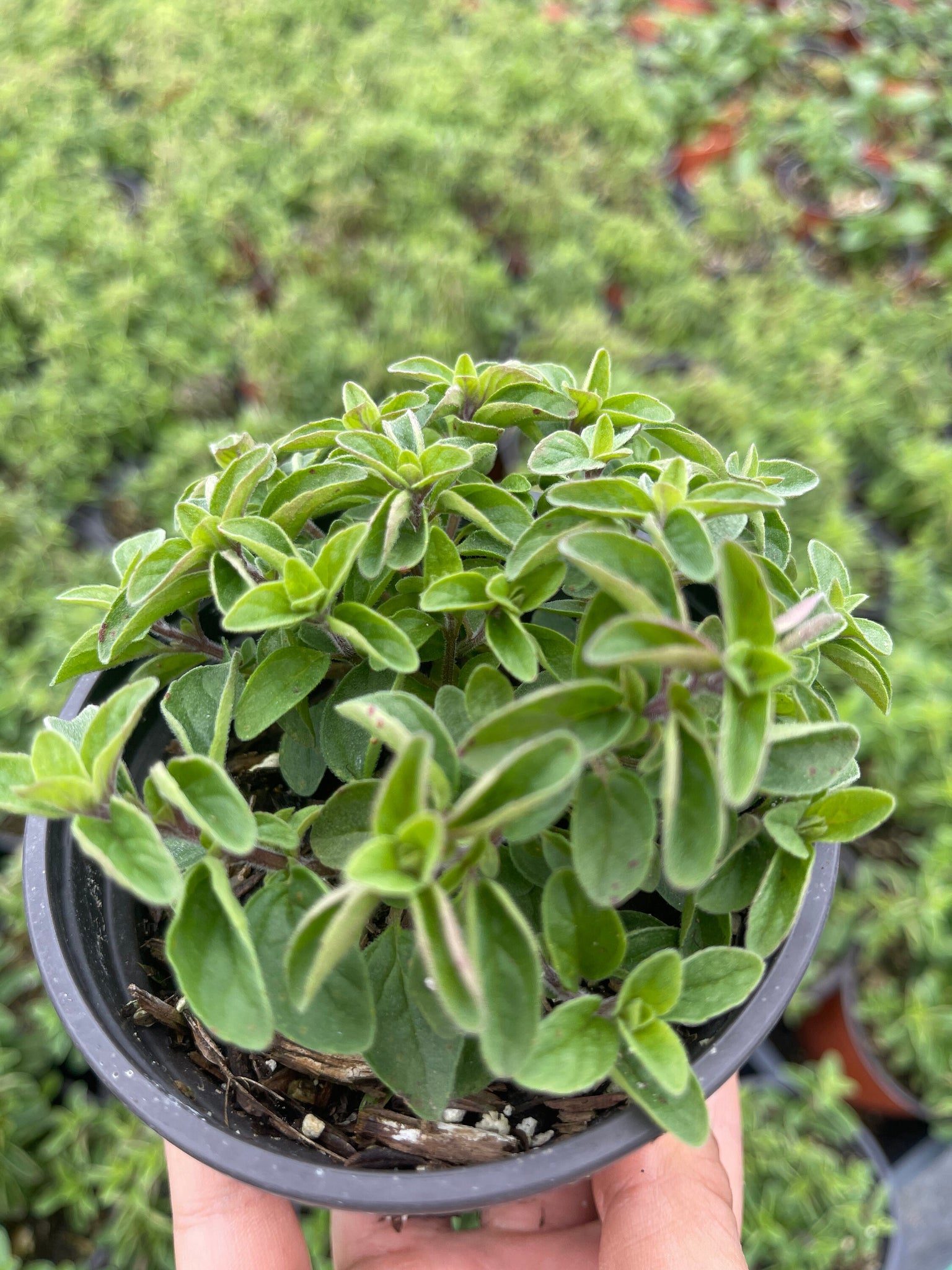 oregano succulent plant Italian Oregano Live Plant Herb – Dose of Succulents