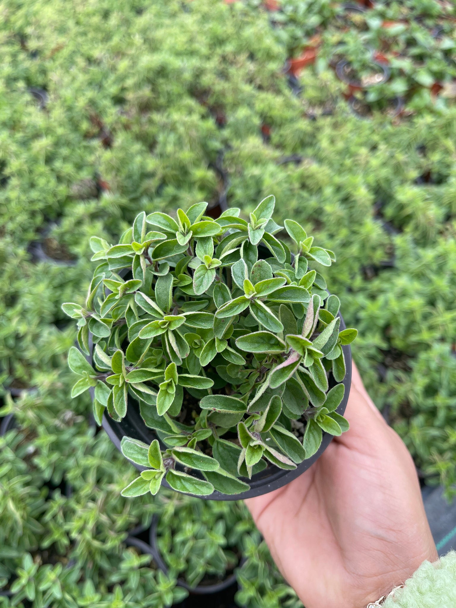 oregano succulent Italian Oregano Live Plant Herb – Dose of Succulents