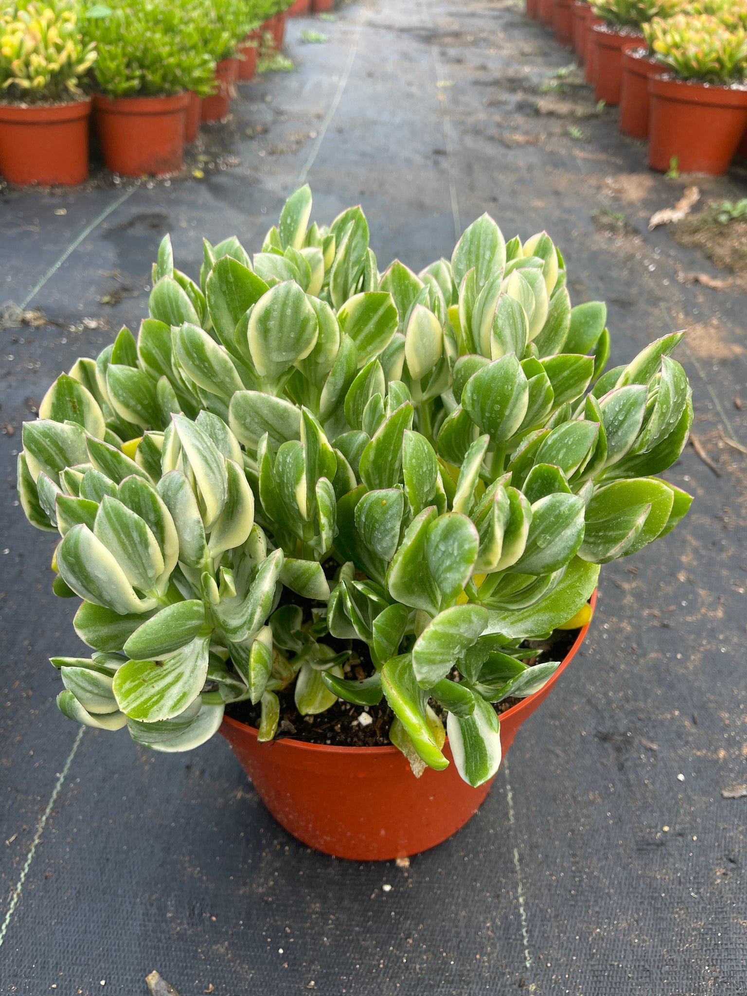 where can i buy a large jade plant Large Jade Variegated Bare root – Dose of Succulents