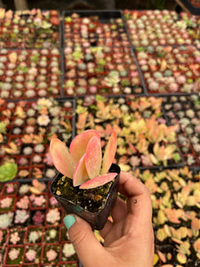 2’’ Kalanchoe Thrysiflora Paddle plant