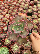 Load image into Gallery viewer, Echeveria Red Ruffles