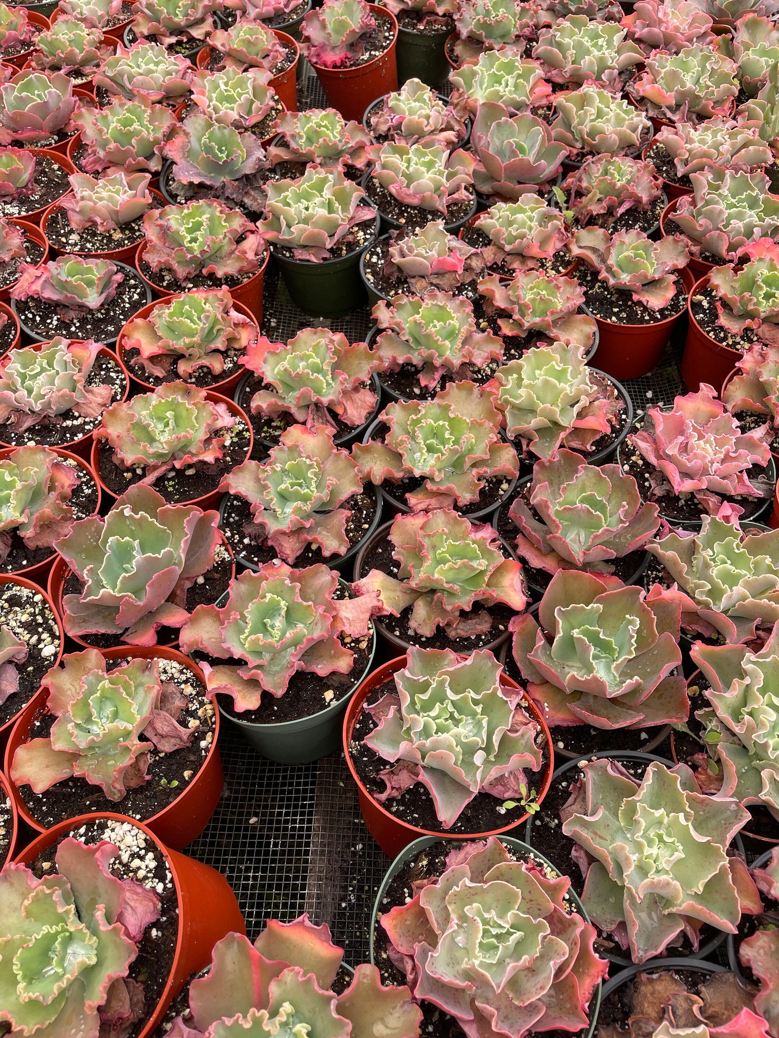 succulents with ruffles Echeveria Red Ruffles – Dose of Succulents