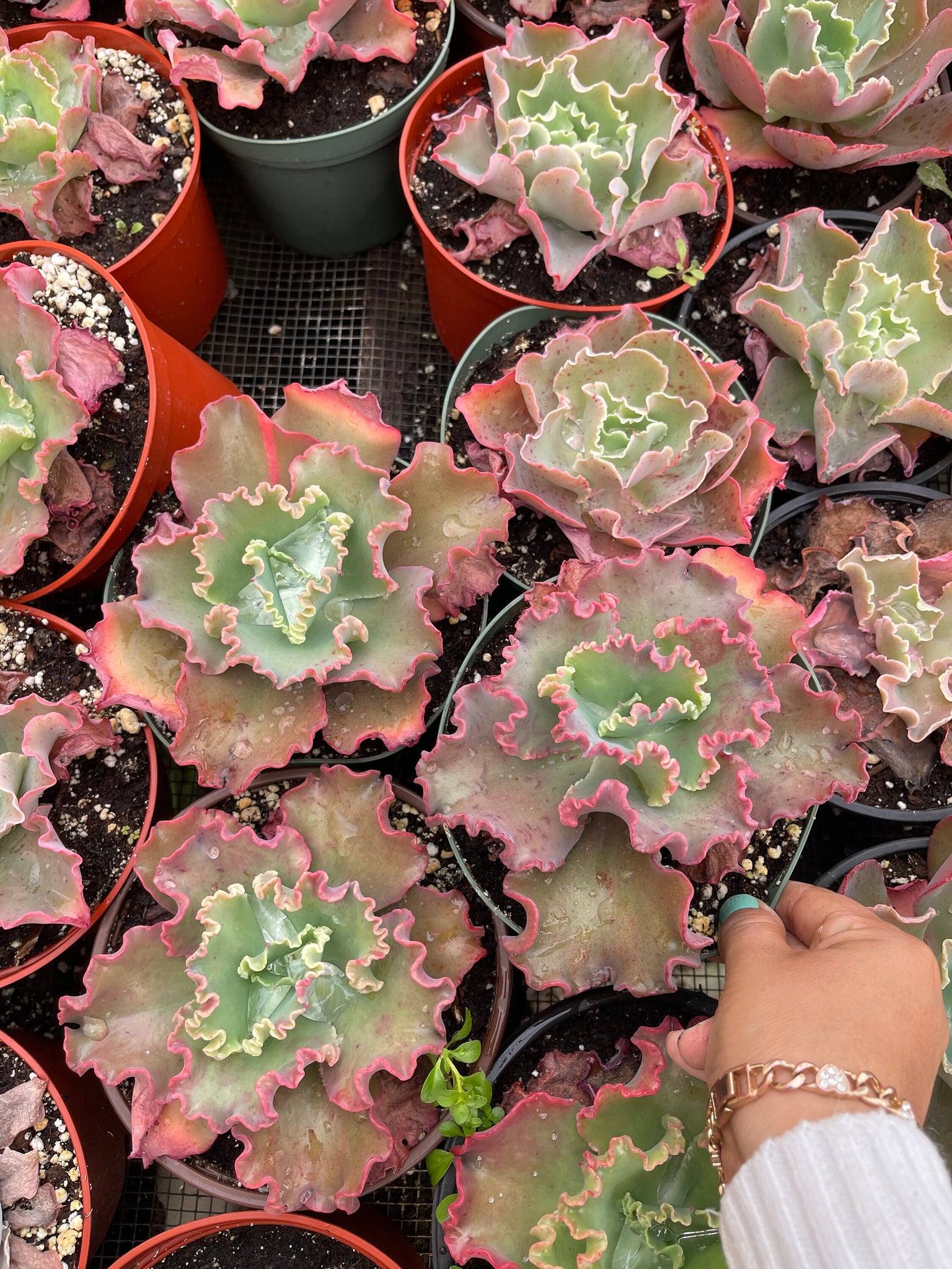 succulents with ruffles Echeveria Red Ruffles – Dose of Succulents