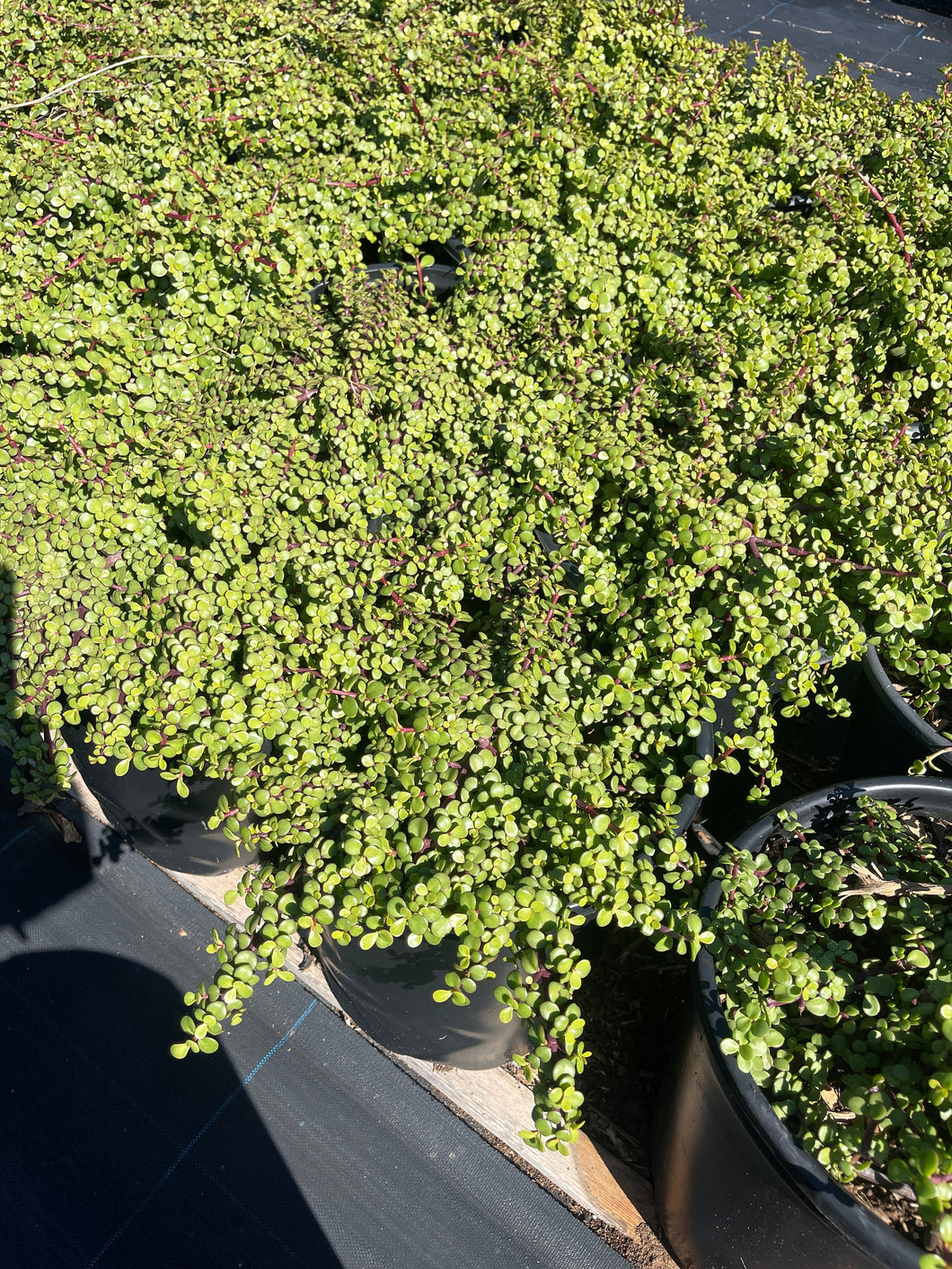 jade plant ground cover Portulacaria Afra Prostrata Trailing Elephant Bush Ground cover Large – Dose of Succulents
