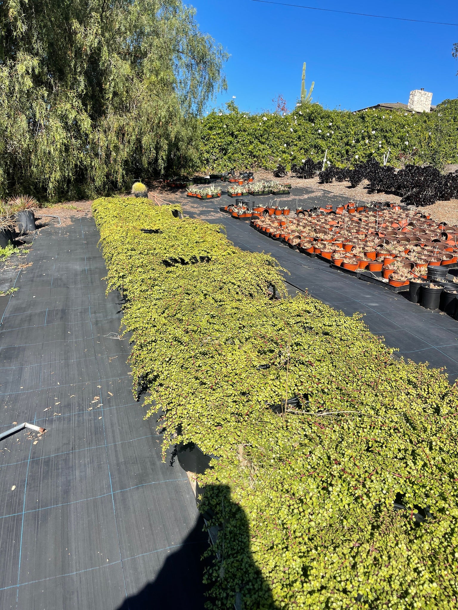 portulacaria afra trailing Portulacaria Afra Prostrata Trailing Elephant Bush Ground cover Large – Dose of Succulents