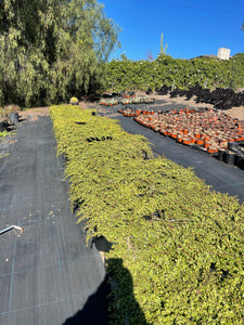 portulacaria afra hedge Portulacaria Afra Prostrata Trailing Elephant Bush Ground cover Large – Dose of Succulents