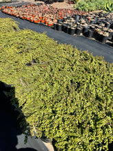 Load image into Gallery viewer, Portulacaria Afra Prostrata Trailing Elephant Bush Ground cover Large Plant