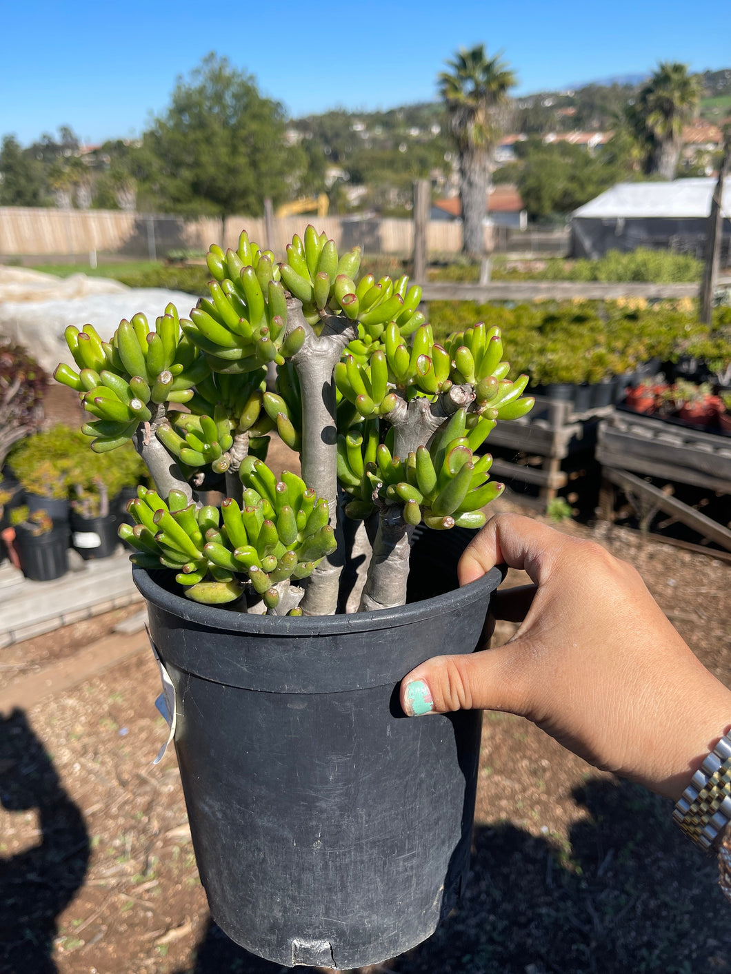 hobbit bonsai tree Crassula Jade Hobbit Bonsai live plant – Dose of Succulents