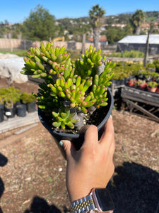 Crassula Jade Hobbit Bonsai live plant