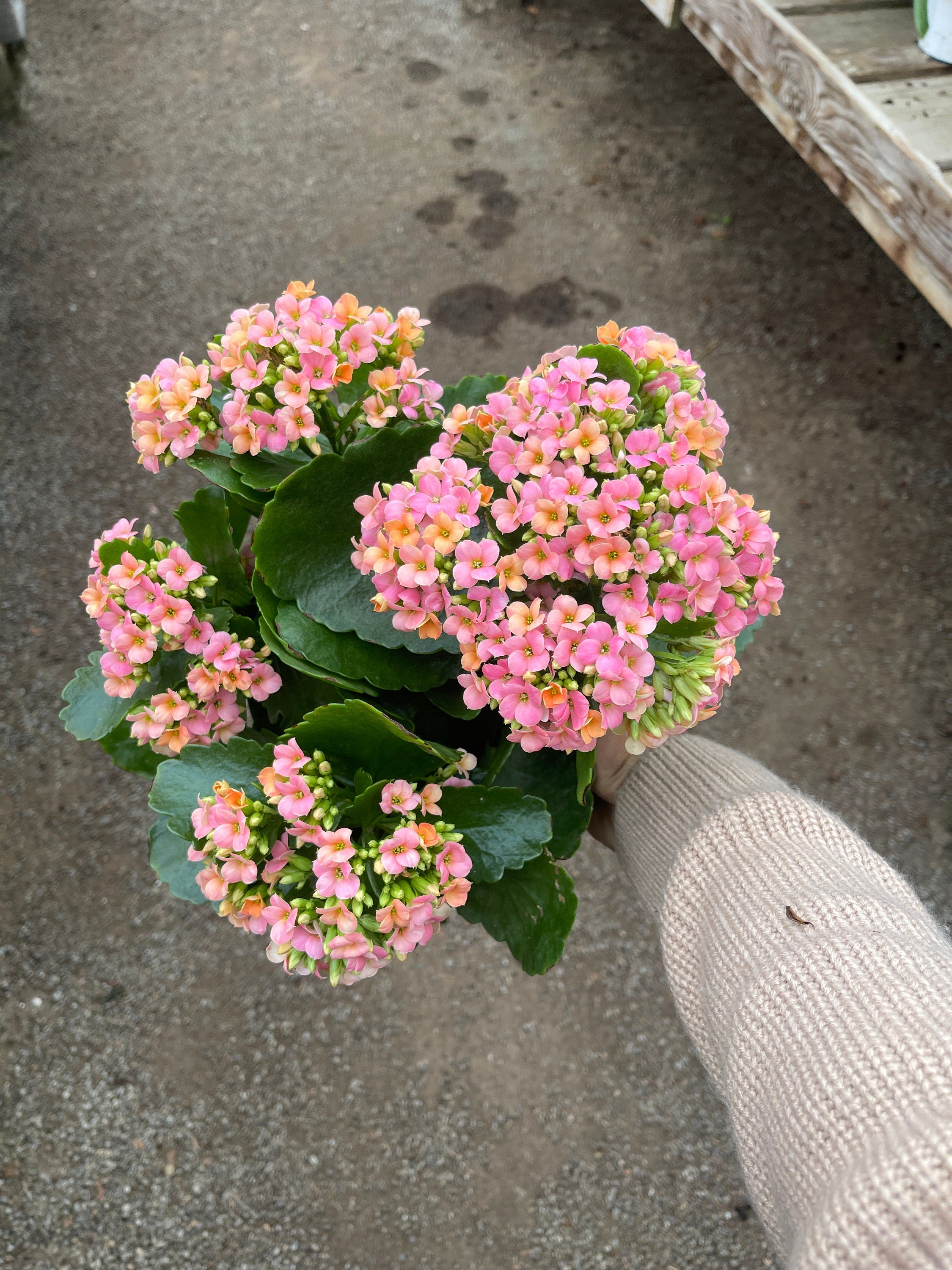 Kalanchoe Blossfeldiana Calandiva Pink, Orange, Yellow