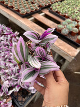 Load image into Gallery viewer, 4’’ tradescantia Nanouk Live plant