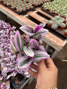 4’’ tradescantia Nanouk Live plant