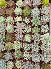 Load image into Gallery viewer, 5pk/10pk Asssorted Succulents Live Plants