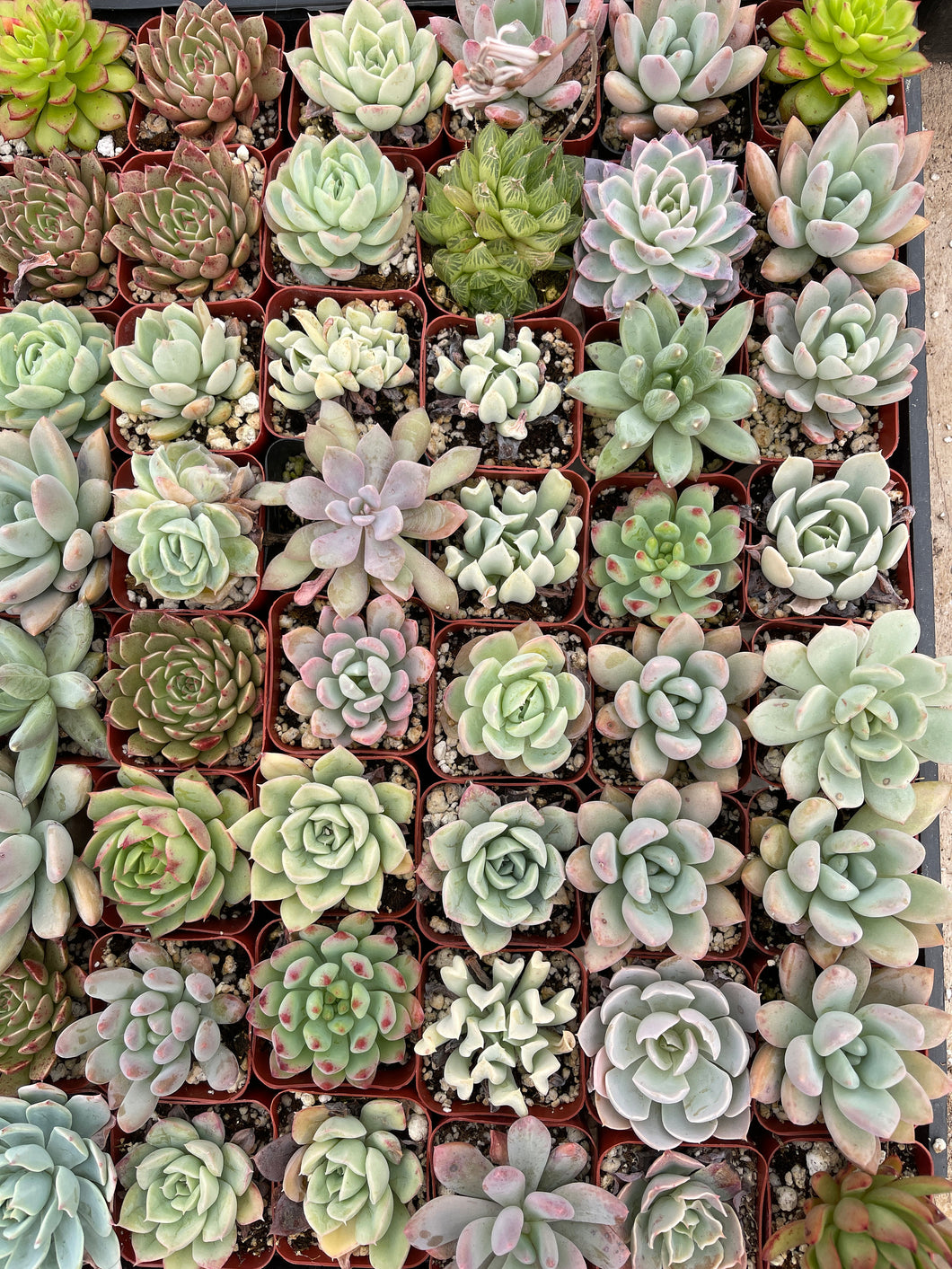 5pk/10pk Asssorted Succulents Live Plants