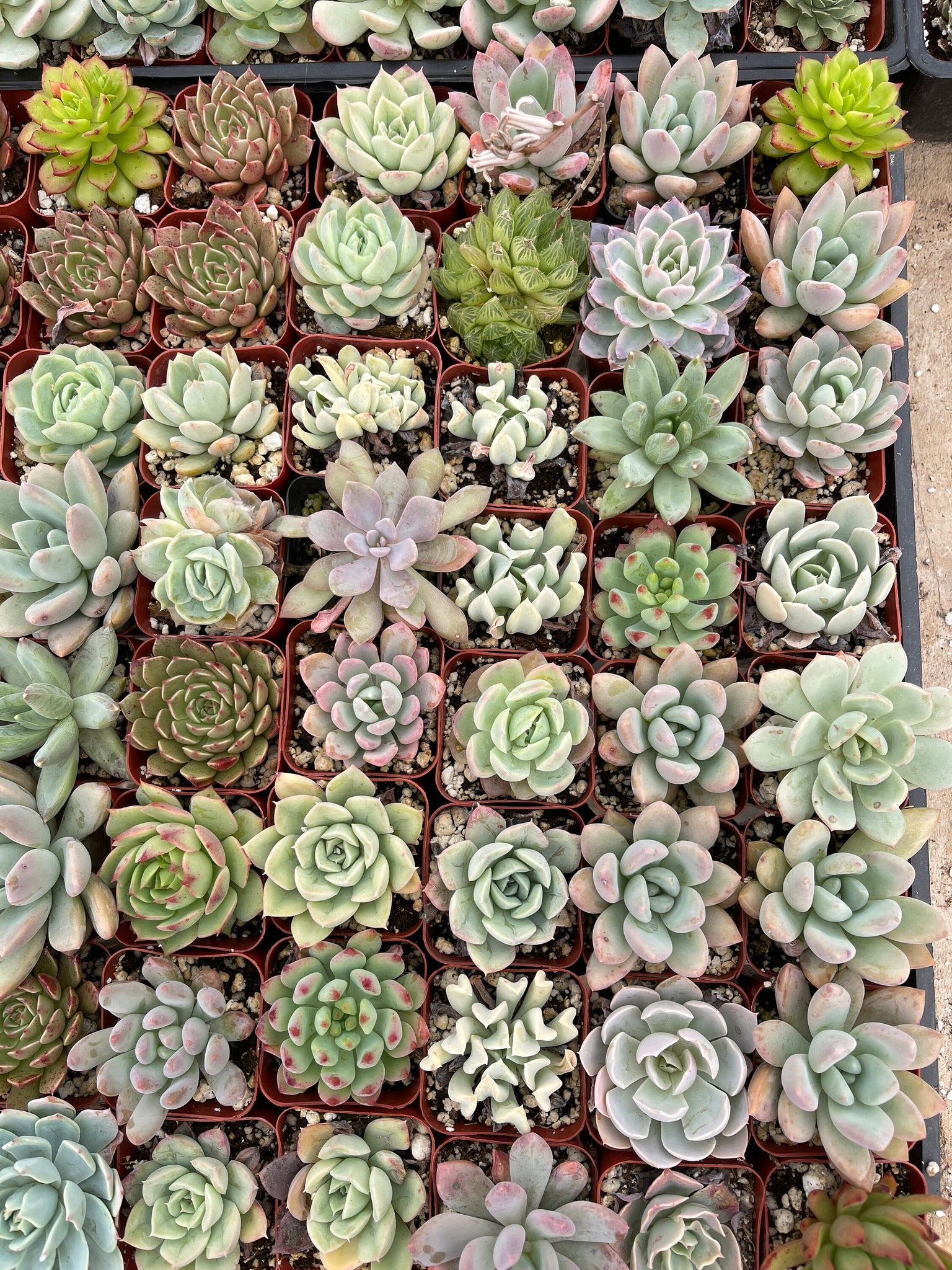 live succulents in pots Assorted Succulents - Live Plants in 2-Inch Pots | Choose Your Quantity