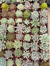 Load image into Gallery viewer, 5pk/10pk Asssorted Succulents Live Plants