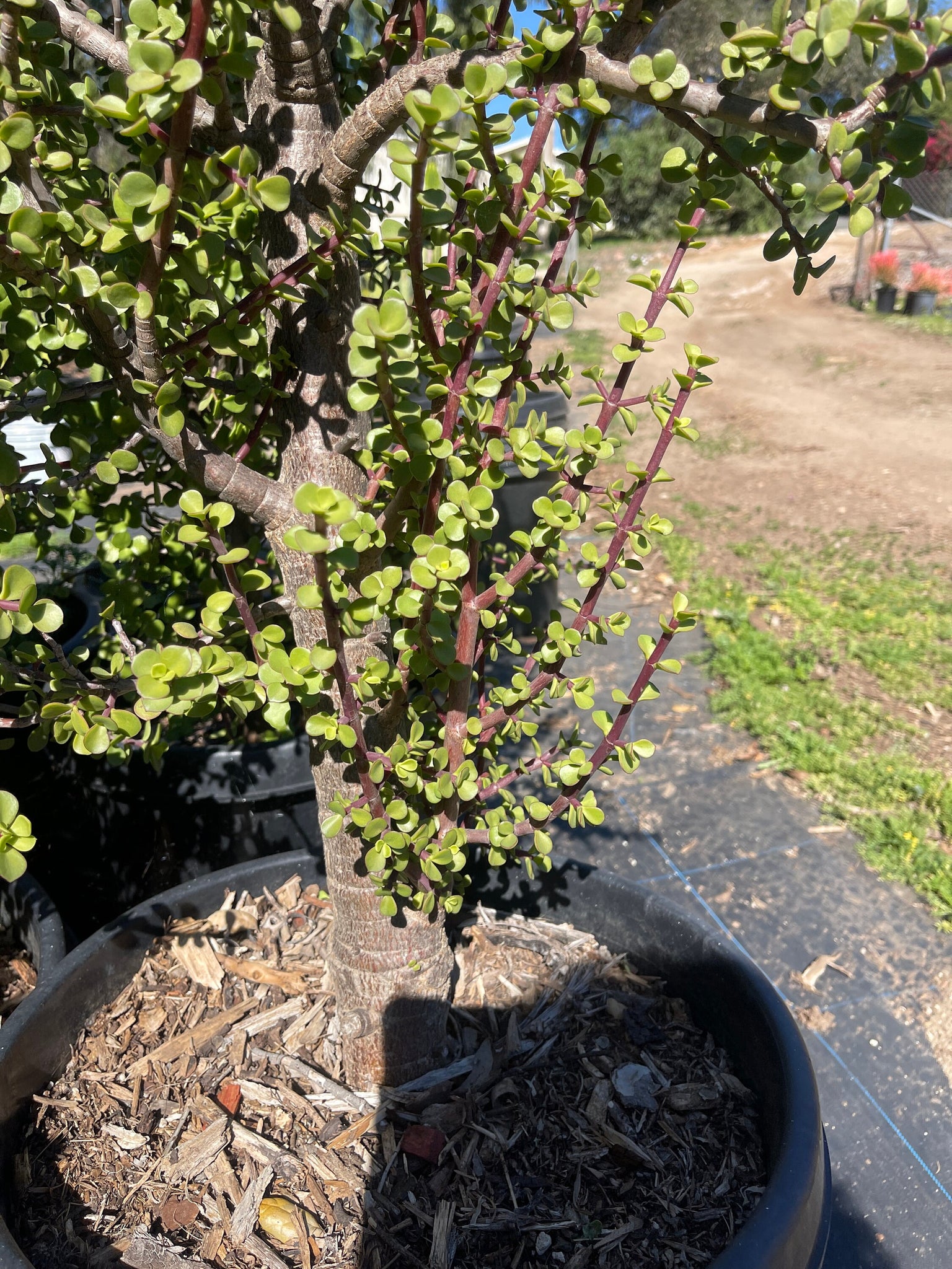 portulacaria afra bonsai Portulacaria Afra Elephant Bush Bonsai 4' Tall – Dose of Succulents