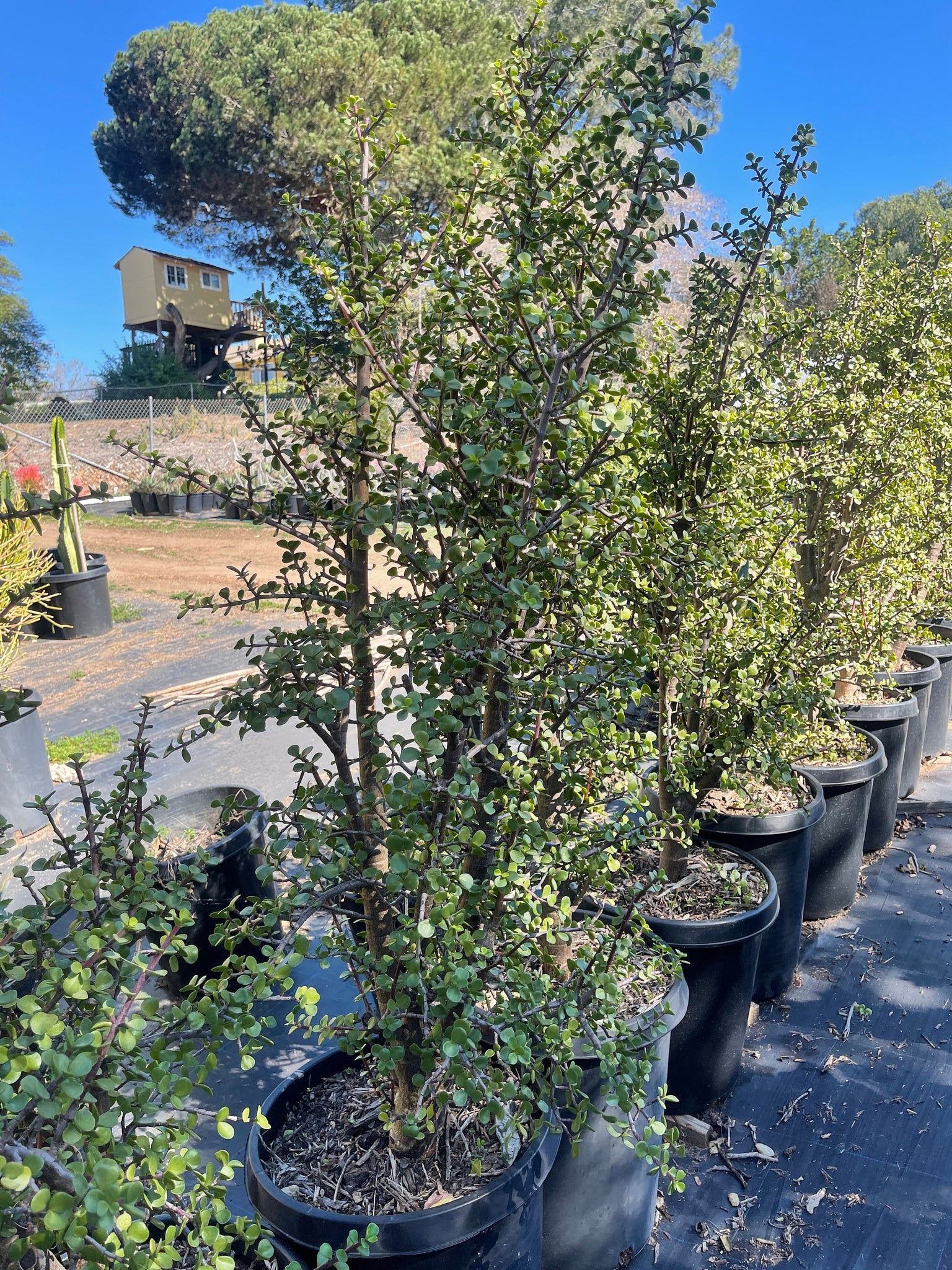 bonsai afra portulacaria Portulacaria Afra Elephant Bush Bonsai 4' Tall – Dose of Succulents