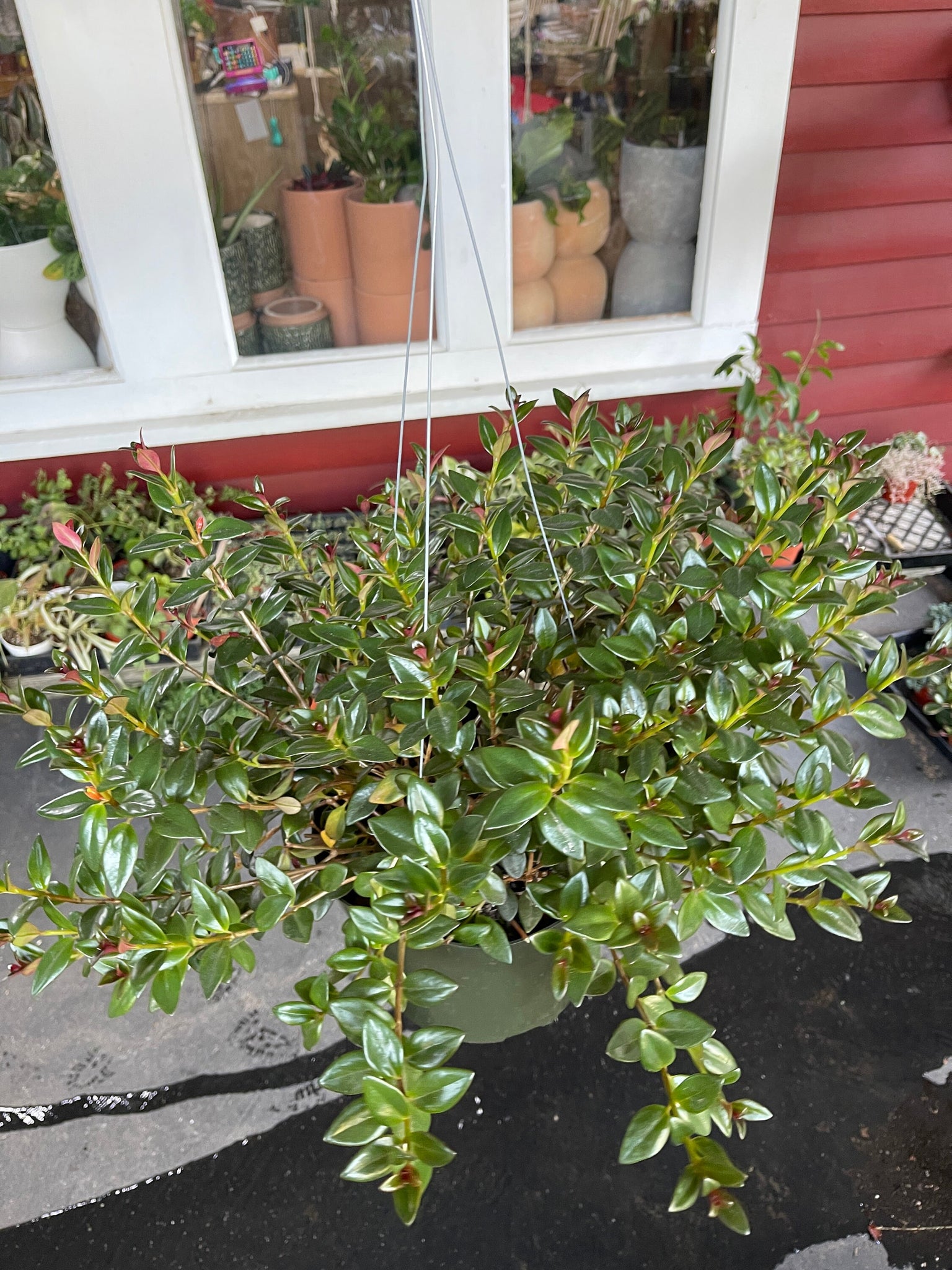 goldfish plant pot size Nematanthus Black Goldfish Plant - Live Plant in 8-Inch Pot