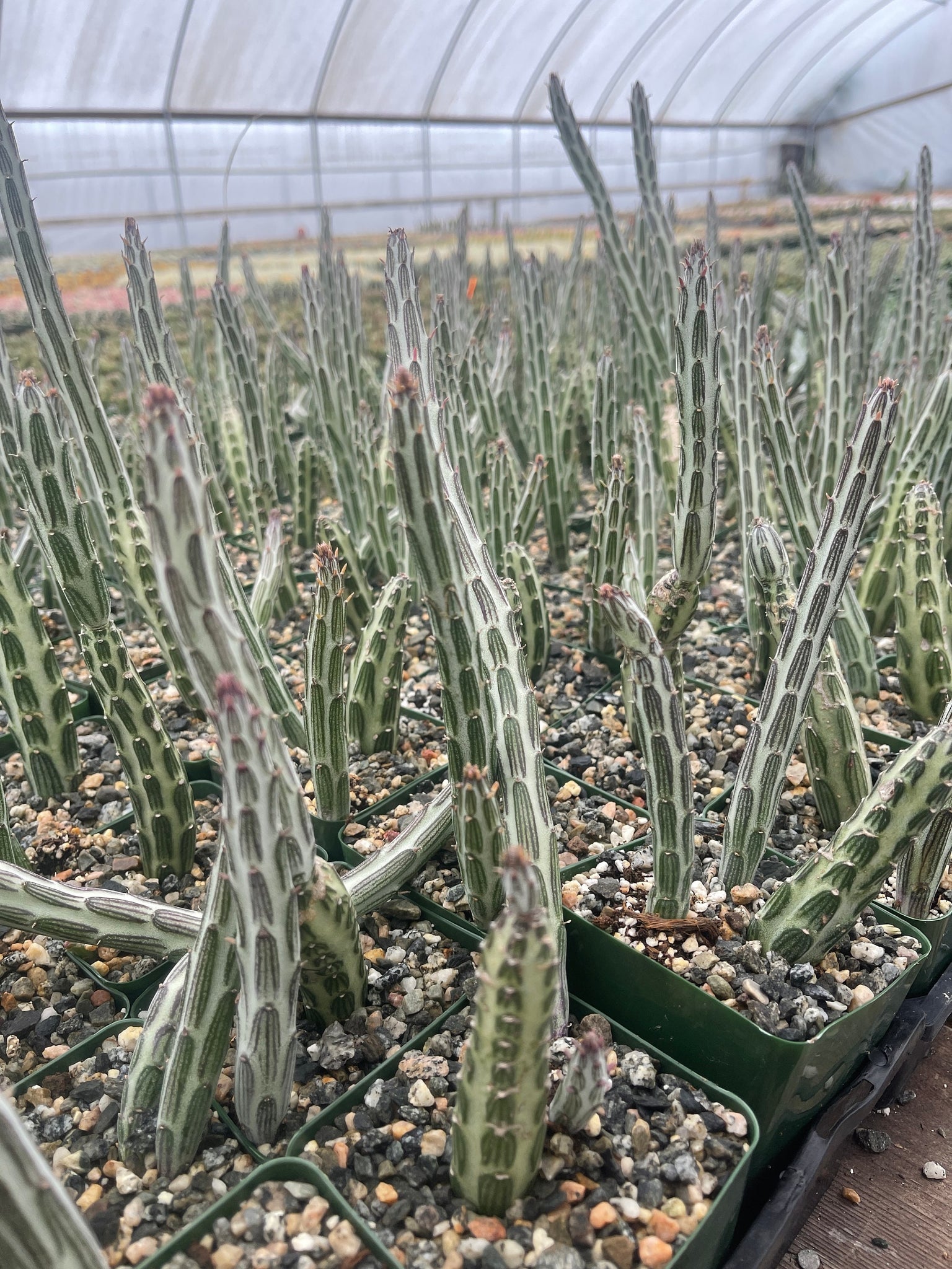pickle plant succulent Senecio stapeliiformis Pickle Plant 4 Inch