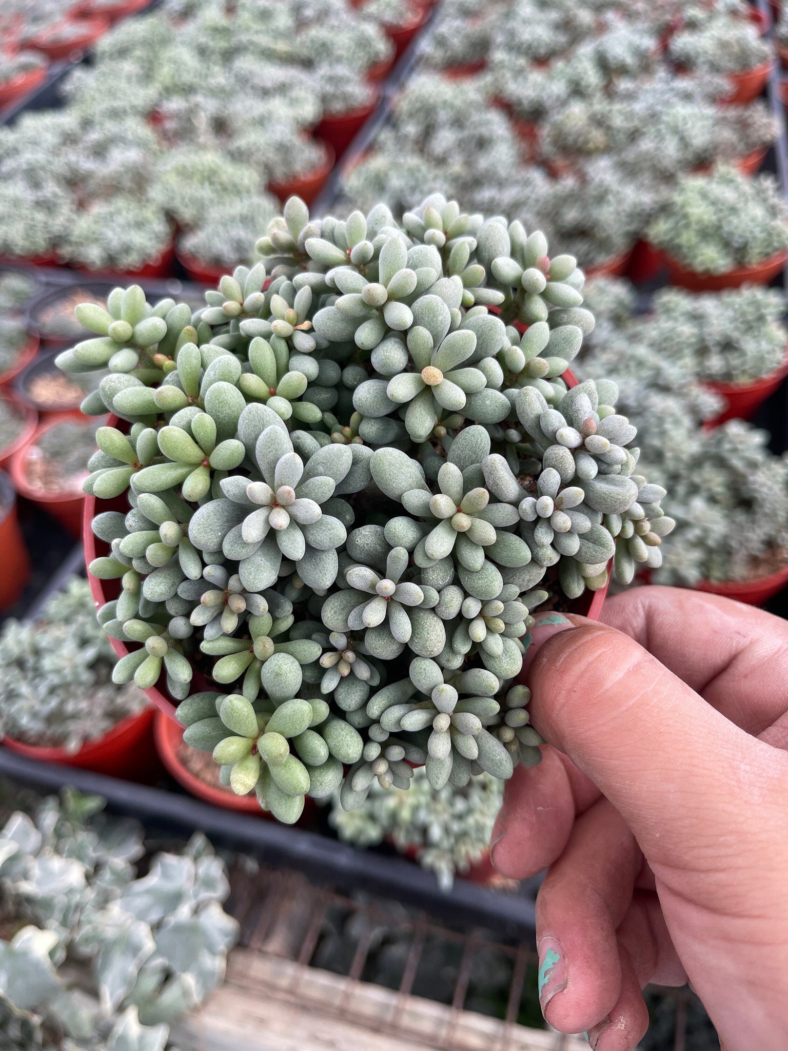 fairy tail succulent Dragon Eggs Cotyledon Succulent Fairy Tale Succulent 4'' pot – Dose of Succulents