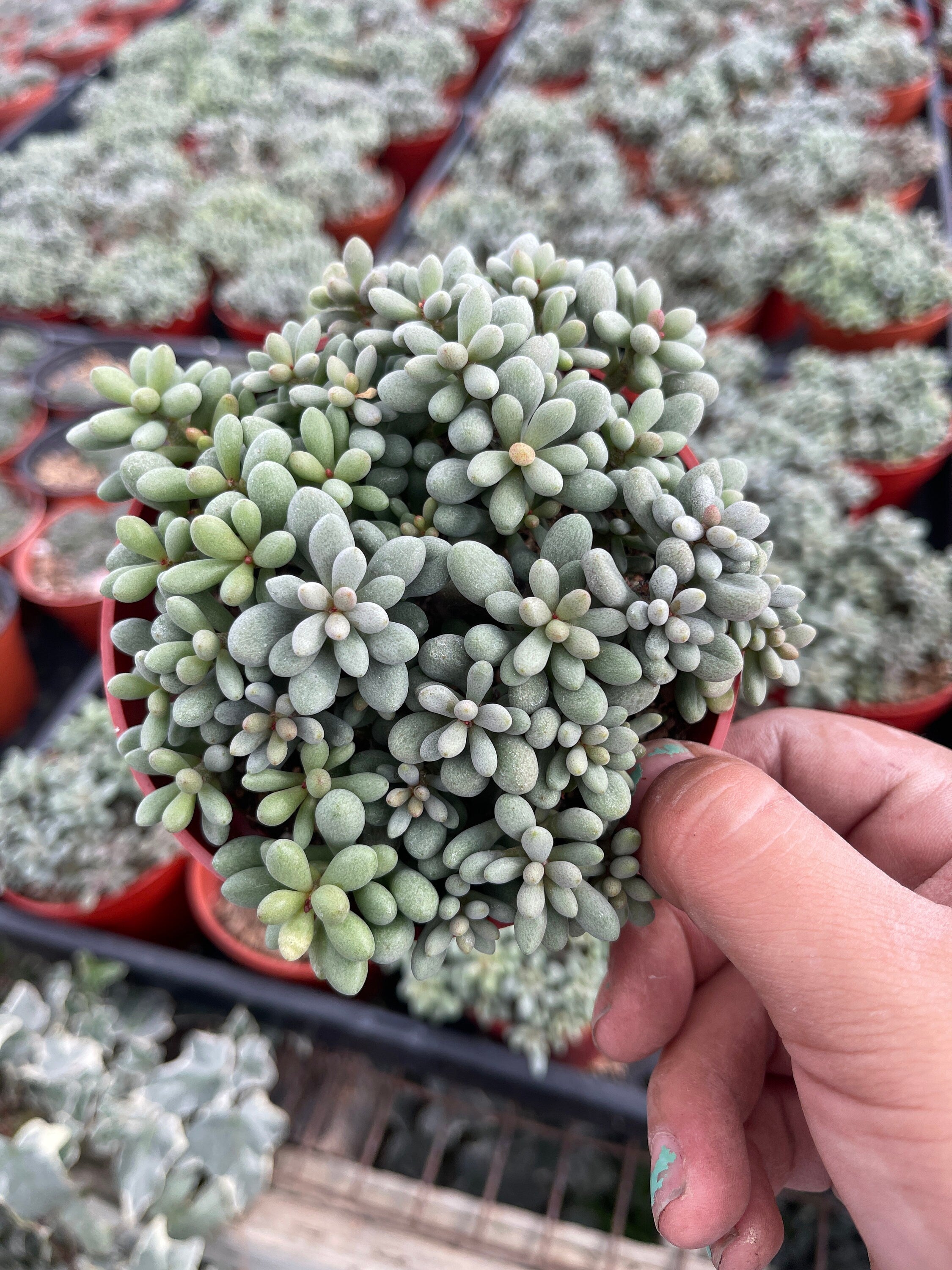 succulent dragon Dragon Eggs Cotyledon Succulent Fairy Tale Succulent 4'' pot – Dose of  Succulents