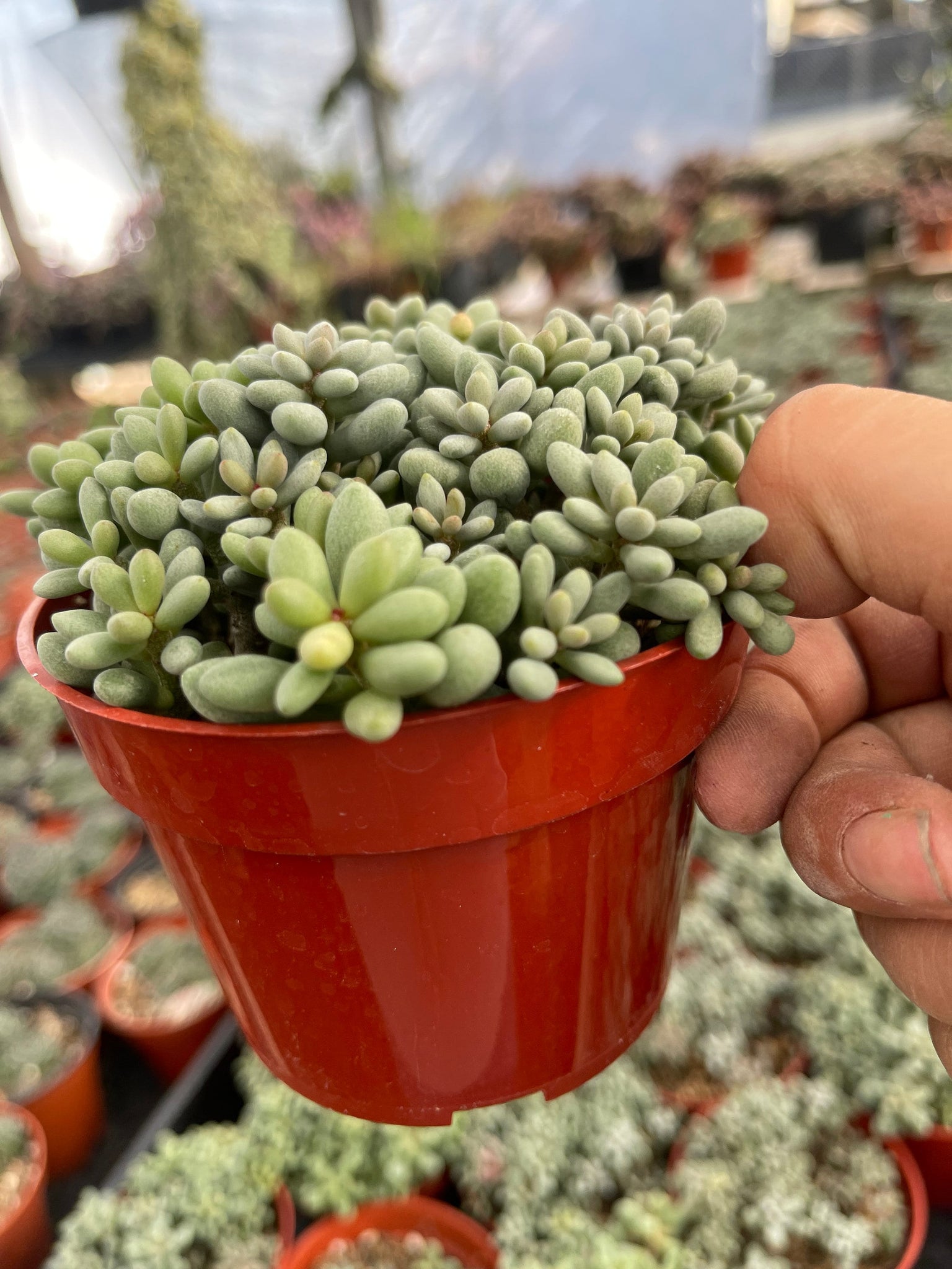dragon tail succulent Dragon Eggs Cotyledon Succulent Fairy Tale Succulent 4'' pot – Dose of Succulents