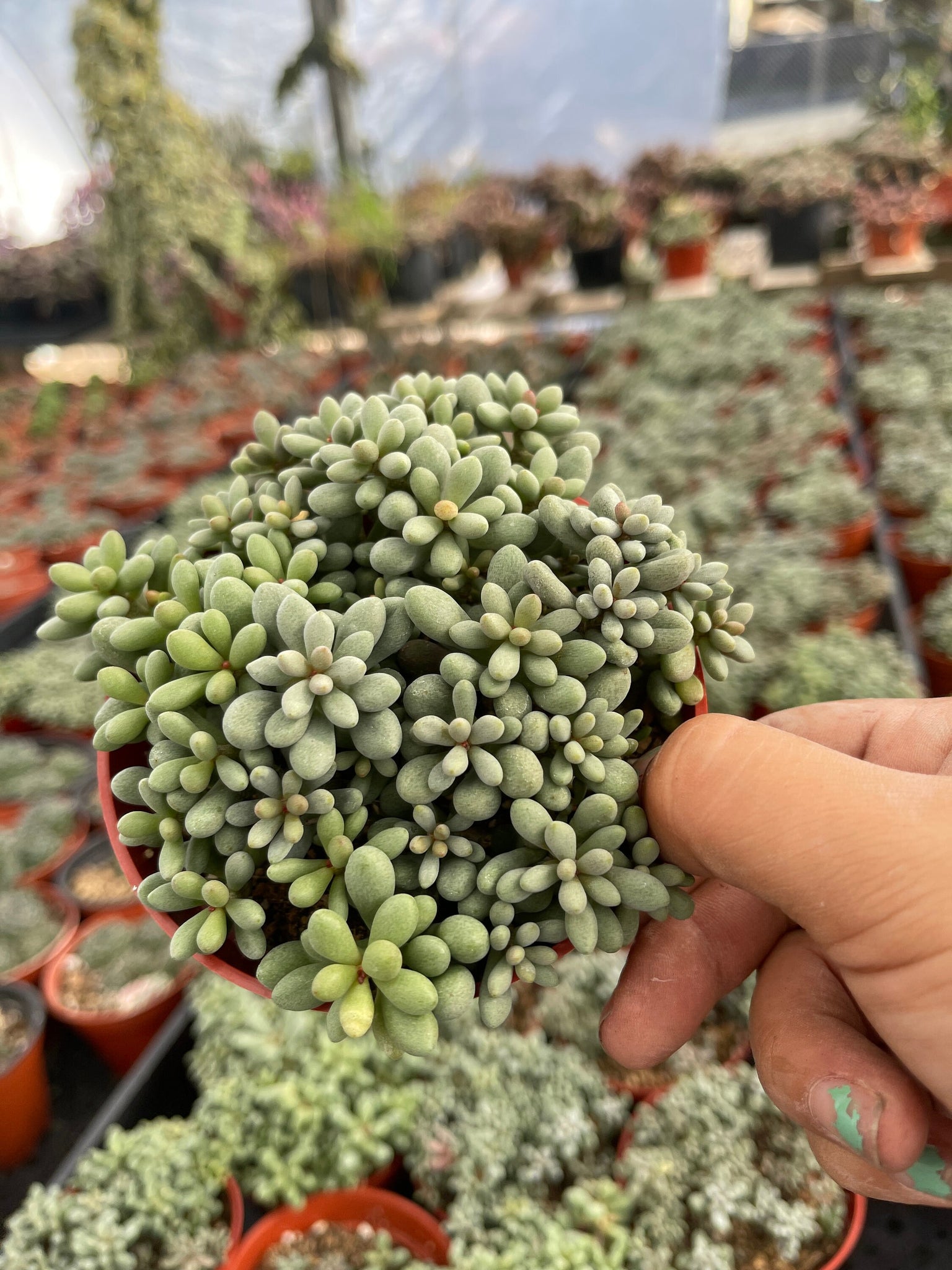 egg succulent Dragon Eggs Cotyledon Succulent Fairy Tale Succulent 4'' pot – Dose of Succulents