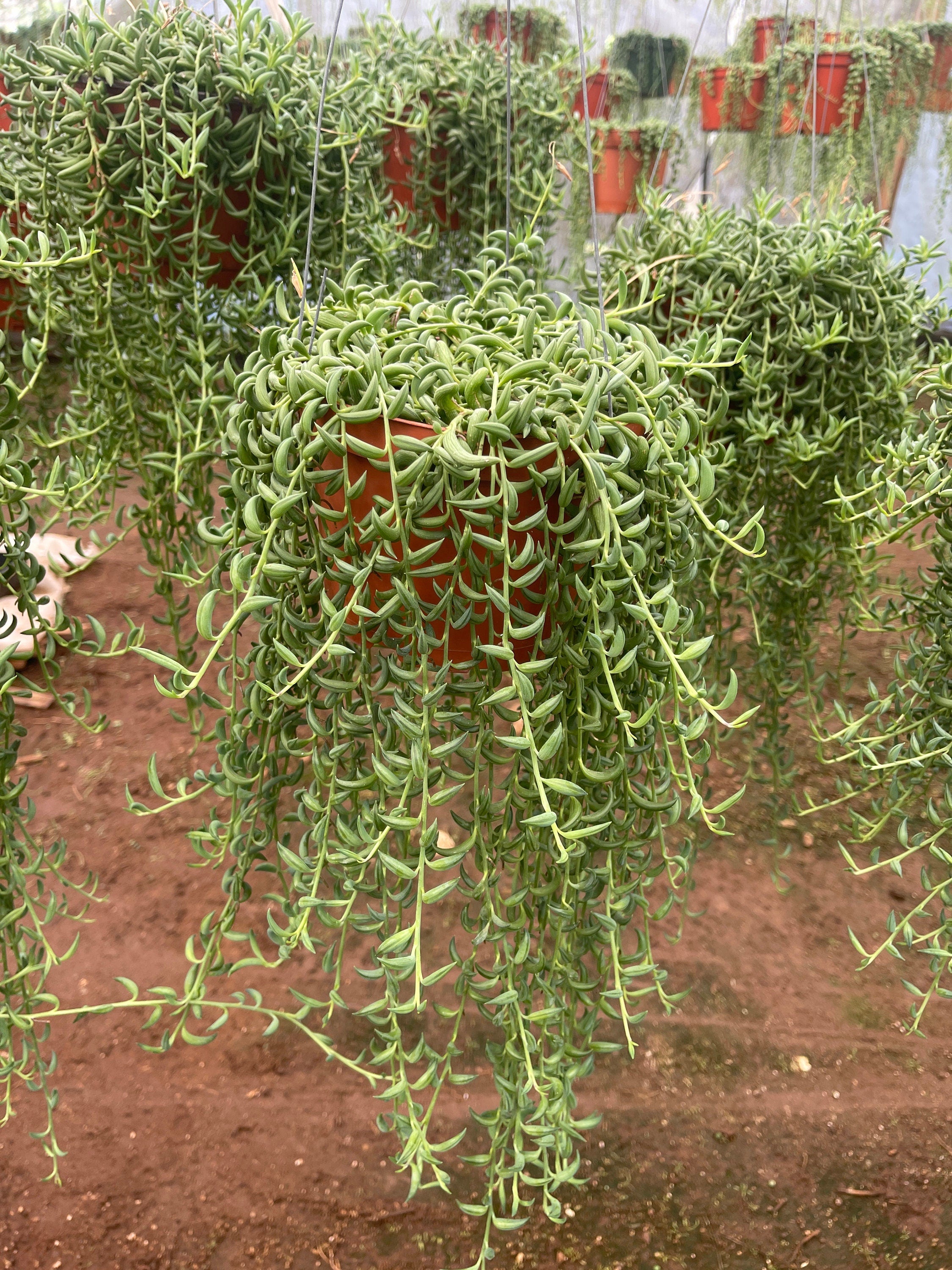 succulent string of beans String of Bananas Senecio radicans 6 Inch