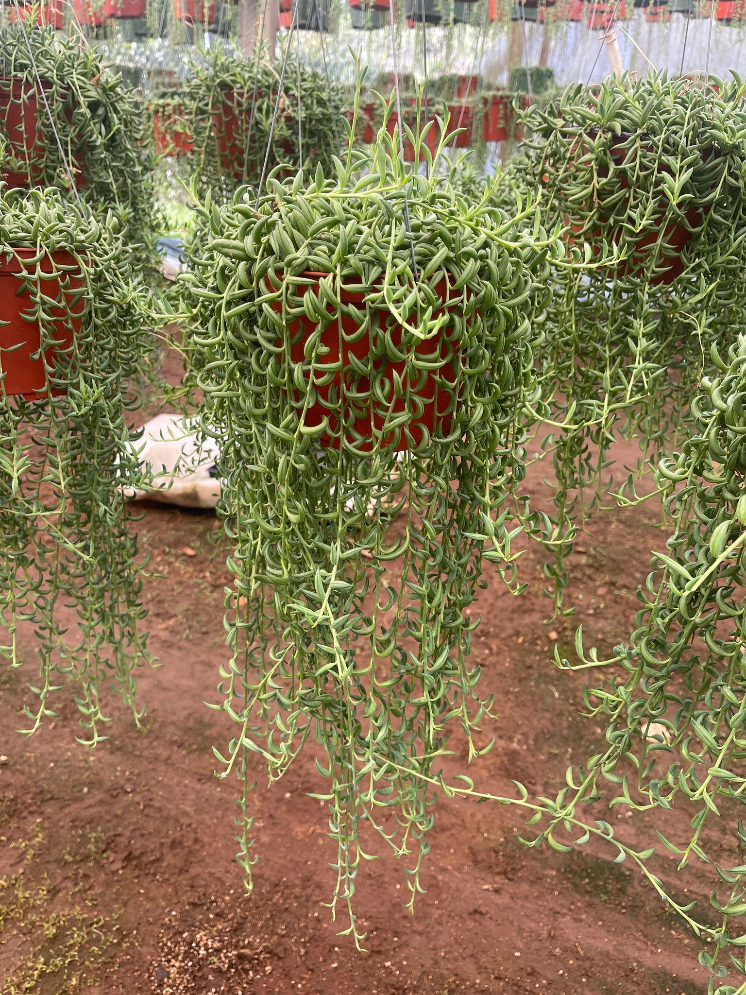 hanging banana plant String of Bananas Live Plant Senecio Radicans 6'' Pot Live Plant – Dose of Succulents