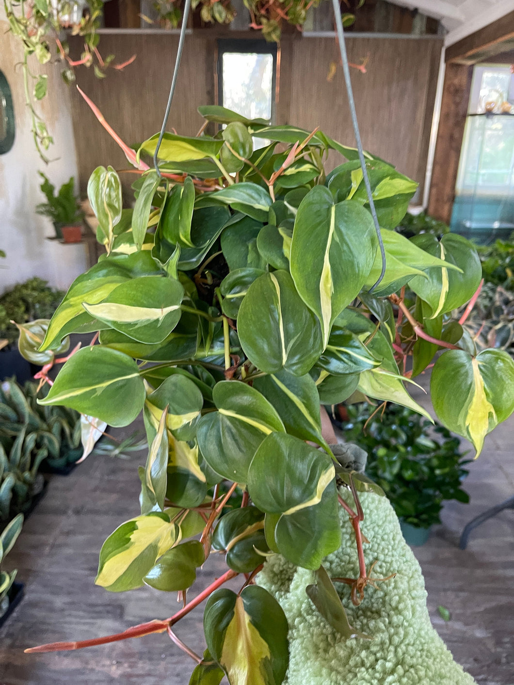 6’’ Philodendron Brasil Trailing Full pot