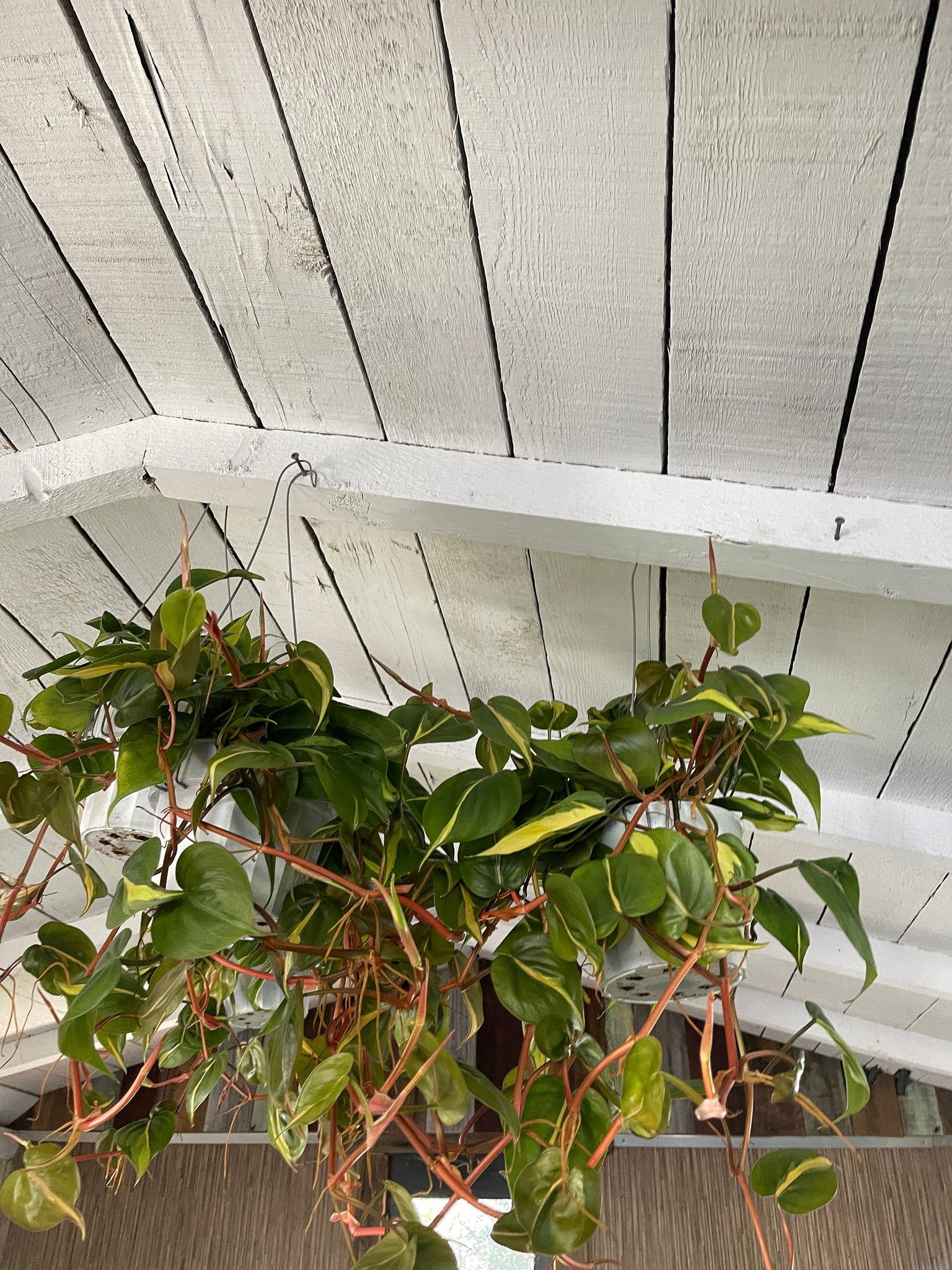 trailing philodendron brasil Brazil Philodendron 6" Pot - Low Light