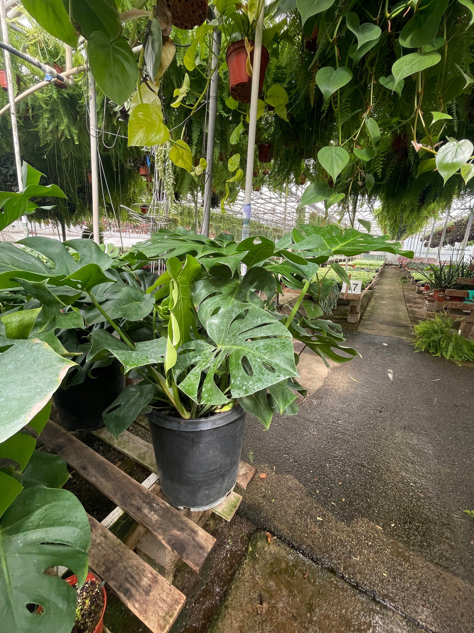 big monstera plant for sale Very Large Monstera Deliciosa Plant Ships Bare root – Dose of Succulents
