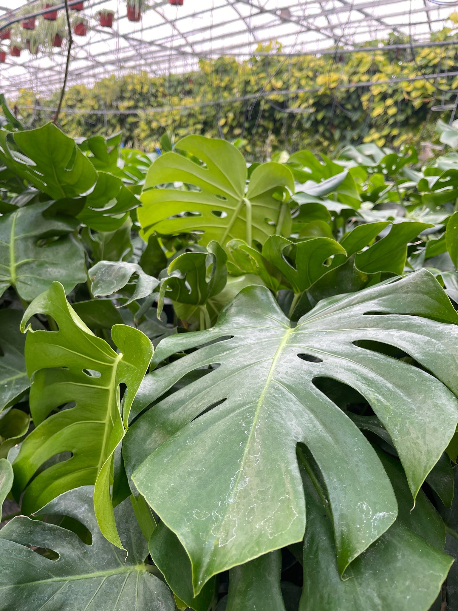 extra large monstera plant Very Large Monstera Deliciosa Plant Ships Bare root – Dose of Succulents