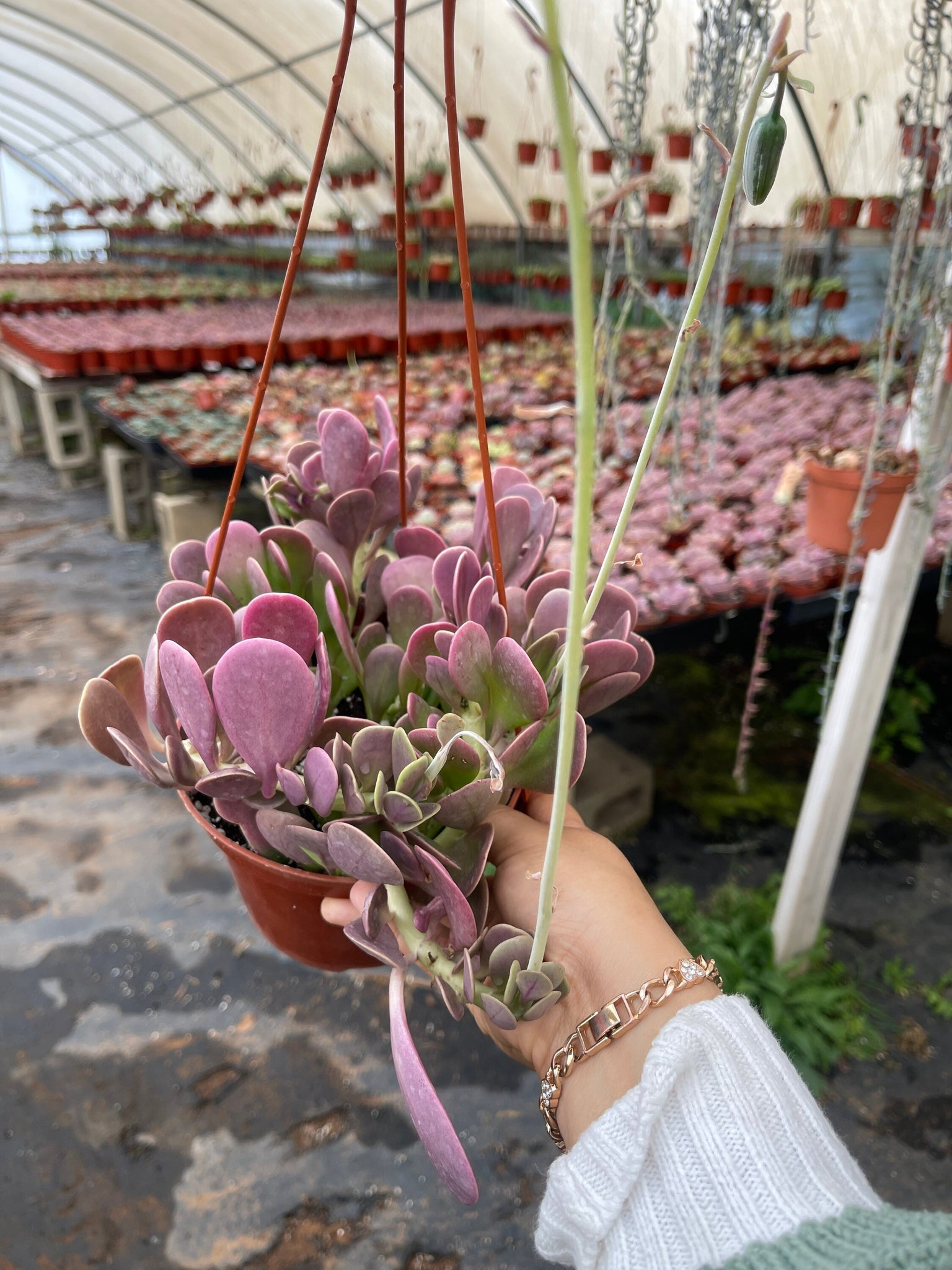 pink trailing succulent Senecio Jacobsenii Trailing Jade 6'' pot – Dose of Succulents